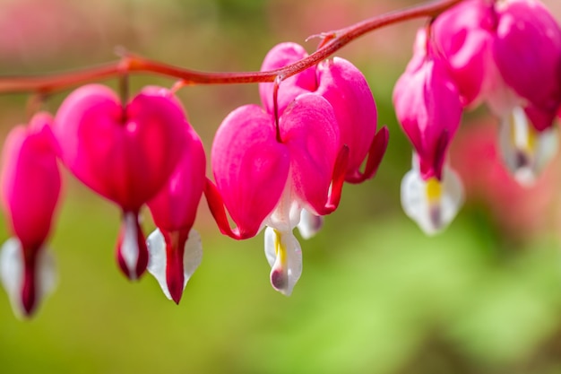 Foto las flores de un corazón sangrante en primer plano