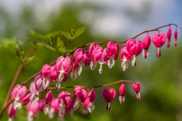 Foto las flores de un corazón sangrante en primer plano