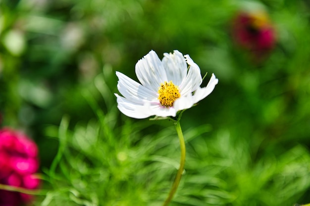 Flores coreanas otoño cosmos hermoso