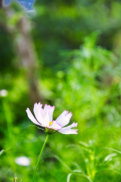 Flores coreanas outono cosmos lindo