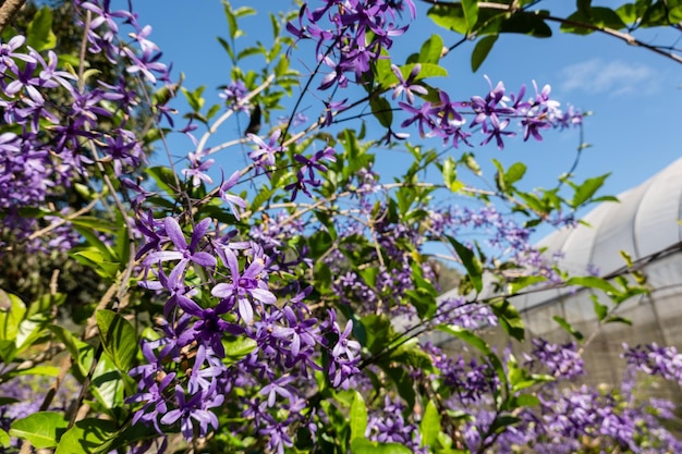 Flores de corona púrpura en un jardín durante el día soleado