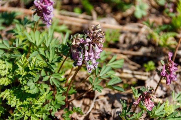 Flores de corydalis púrpura en el bosque en primavera