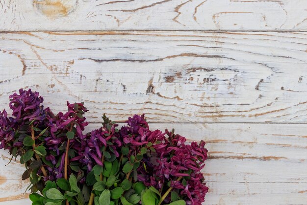 Foto flores de corydalis púrpura sobre un fondo de madera blanca