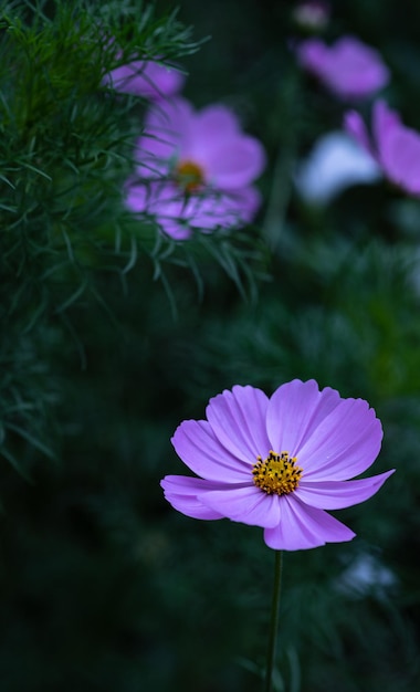 Flores de cosmea macro Las flores moradas con un centro amarillo están cerca