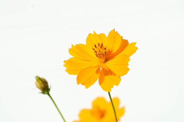 Flores cosmos amarillas sobre un fondo blanco.