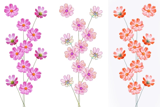 Flores de cosmos de colores brillantes