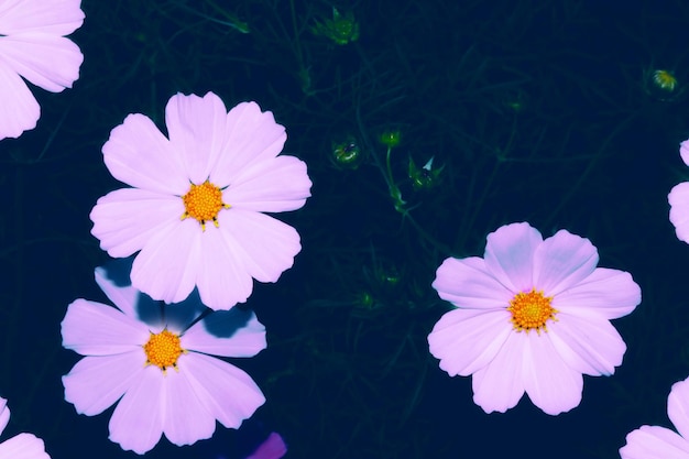 Foto flores de cosmos de colores sobre un fondo de paisaje de verano