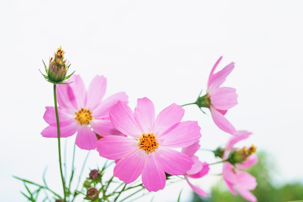 Flores cosmos coloridas en un fondo de paisaje de verano