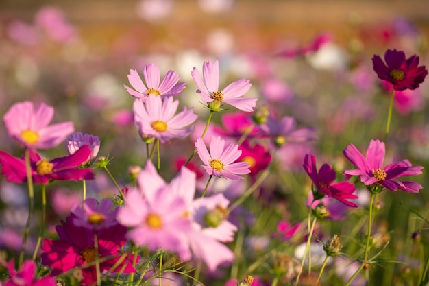 Flores de cosmos coloridas que florecen en el jardín como fundamento. fondo borroso