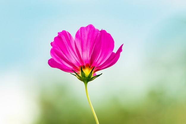 Flores cosmos dulces púrpuras en el jardín