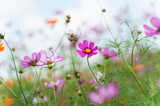 Flores de cosmos en el jardín de flores, concepto de flores de naturaleza