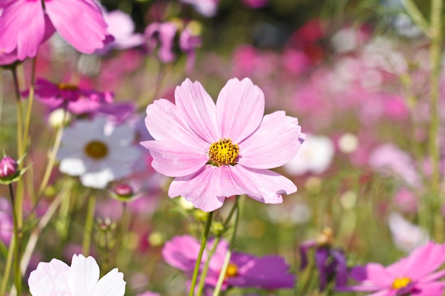 Flores de cosmos en el jardín de flores.