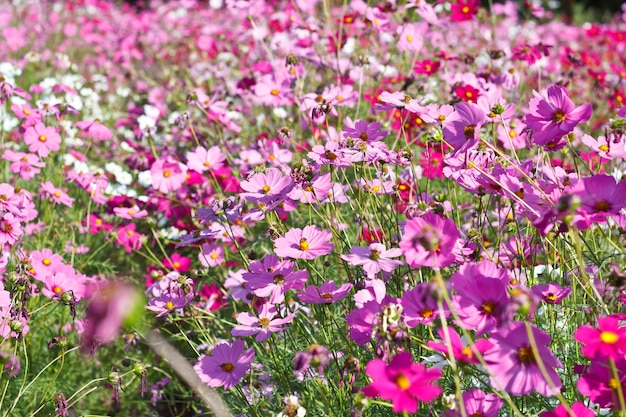 Flores de cosmos en el jardín de flores.