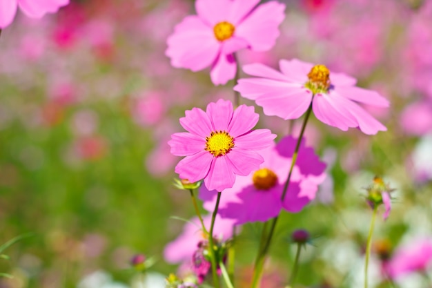 Flores de cosmos en el jardín de flores.