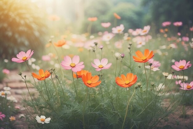 Flores del cosmos en el jardín con fondo de copyspace estilo vintage enfoque suave