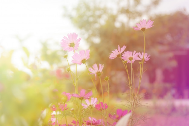 Flores del cosmos en el jardín con luz del sol. Tono vintage