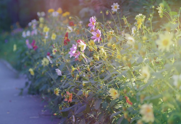 Flores de cosmos en el jardín.