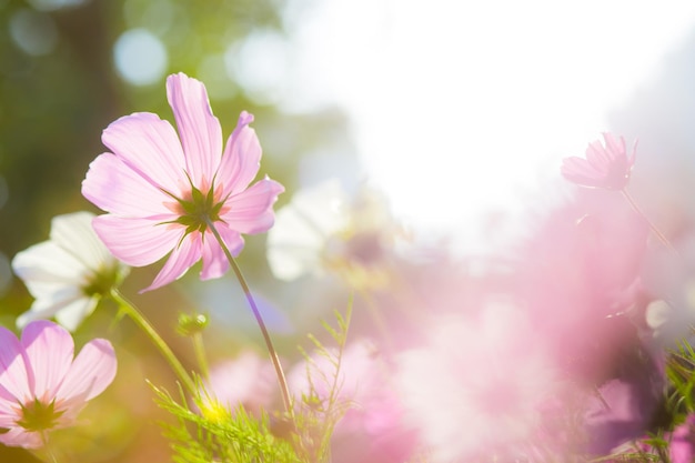 Flores de cosmos en el jardín