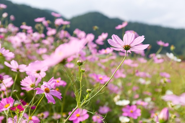 Flores de cosmos en el jardín