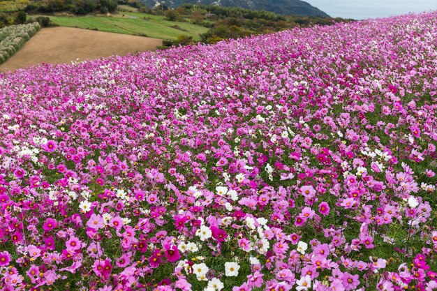 Flores de cosmos en el jardín