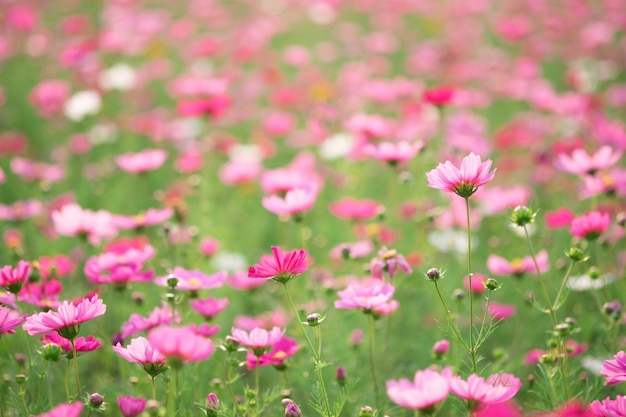 Flores de cosmos en la luz del sol y cielo despejado.