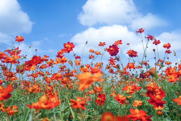 Flores de cosmos en natural presentado con fondo de cielo azul.