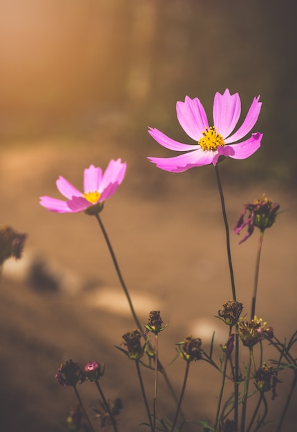 Foto flores de cosmos en puesta de sol