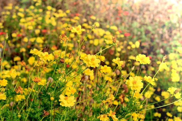 Flores del cosmos que florecen en el jardín.