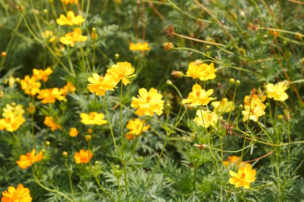 Flores del cosmos que florecen en el jardín.