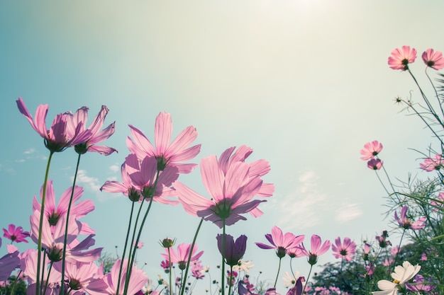 Flores del cosmos que florecen en el jardín