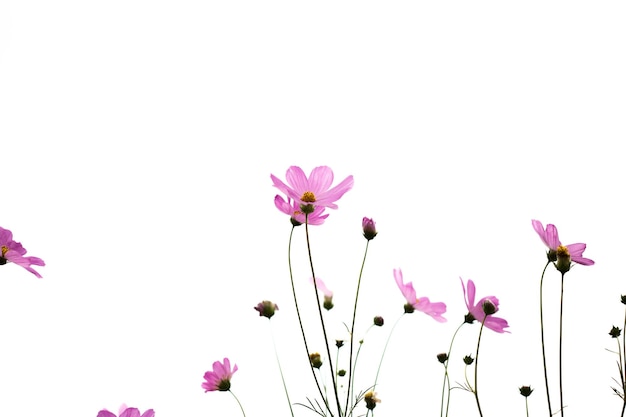 Flores de cosmos rosa en el jardín de cerca