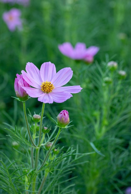 Flores cosmos rosa no jardim