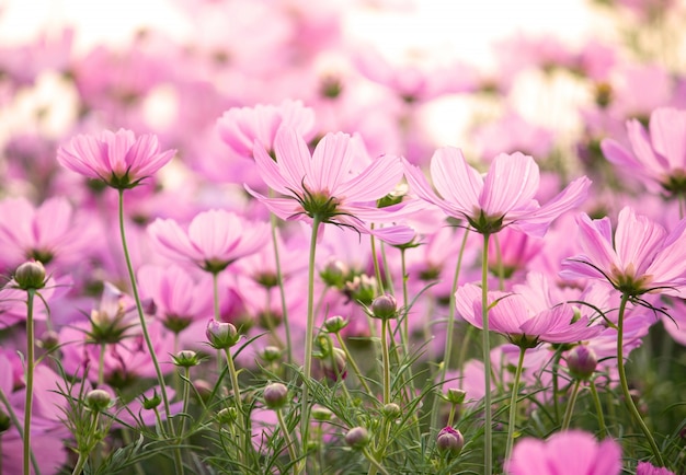 Flores cosmos rosa