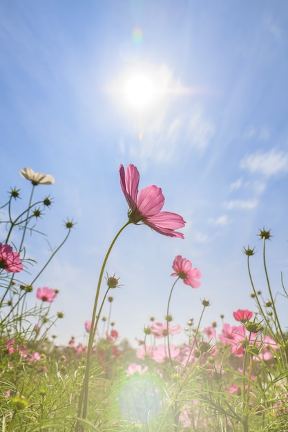 Flores cosmos en temporada de verano.