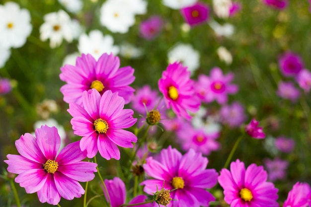 Flores de cosmos