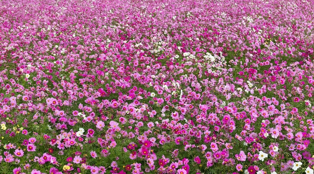 Flores cosmos