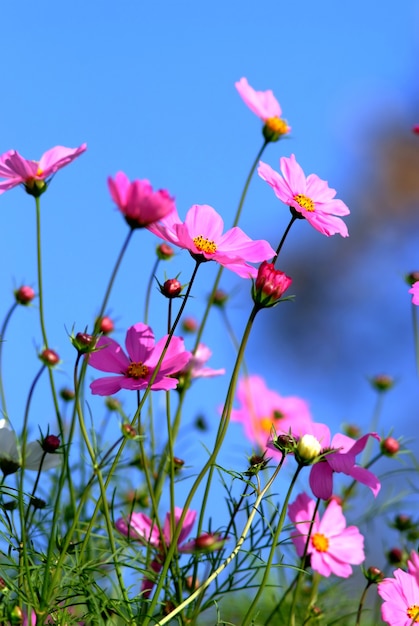 Flores cosmos