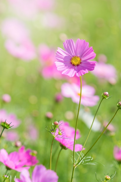 Flores cosmos