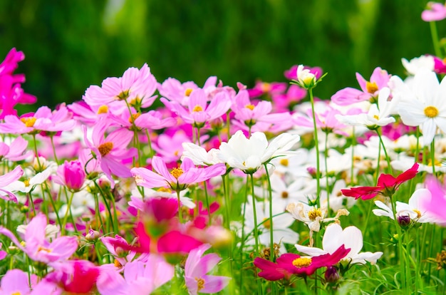 Flores de cosmos