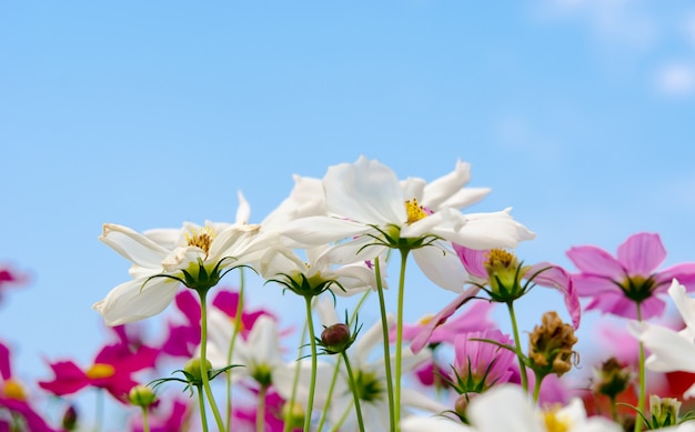 Flores cosmos