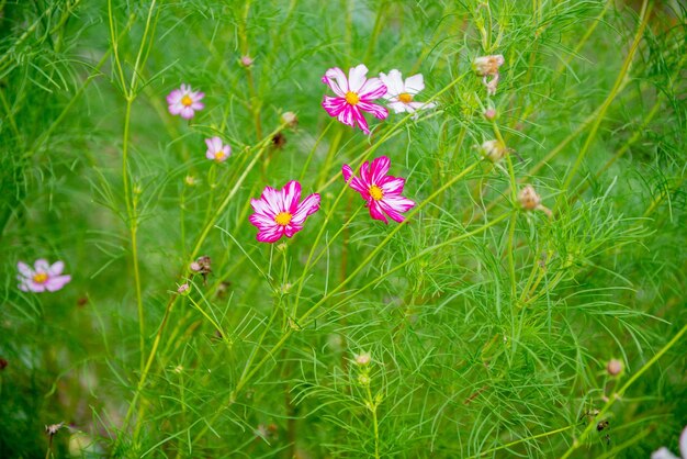 Flores Cosmos