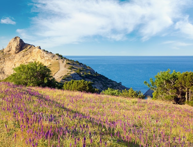 Flores en la costa