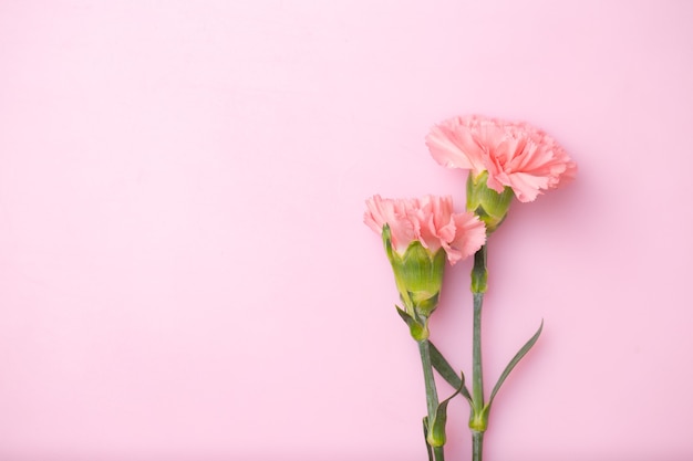 Flores cravos em fundo rosa doce, conceito do dia das mães