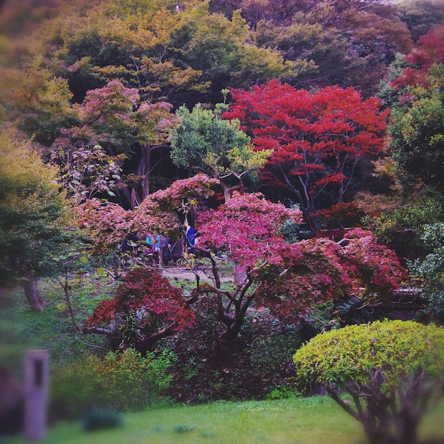 Foto las flores crecen en el árbol