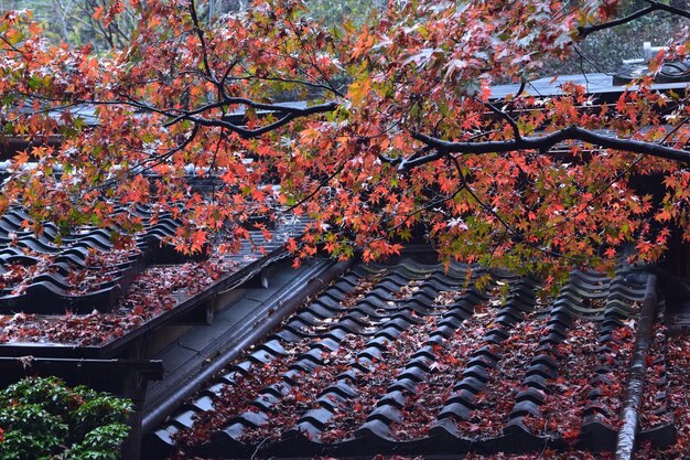 Foto las flores crecen en el árbol