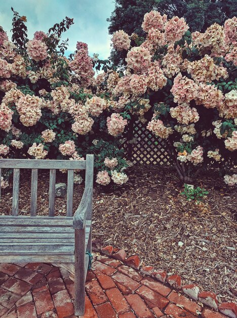 Foto las flores crecen en los árboles contra el cielo