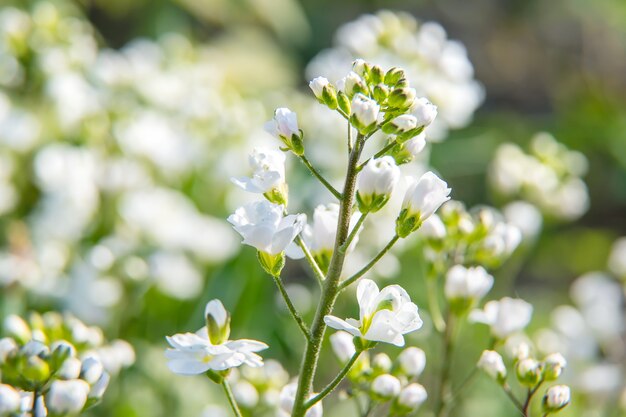 Las flores crecen y florecen en primavera. Enfoque selectivo.