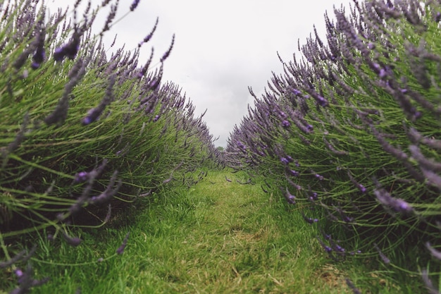 Las flores crecen en el paisaje contra el cielo despejado