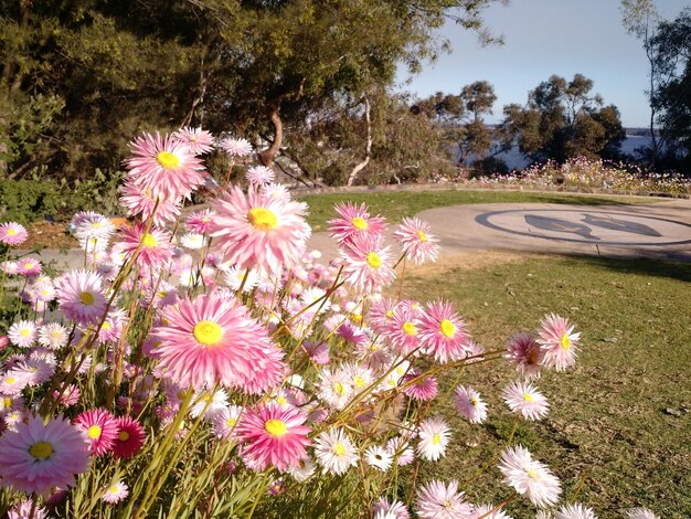 Foto las flores crecen en el parque