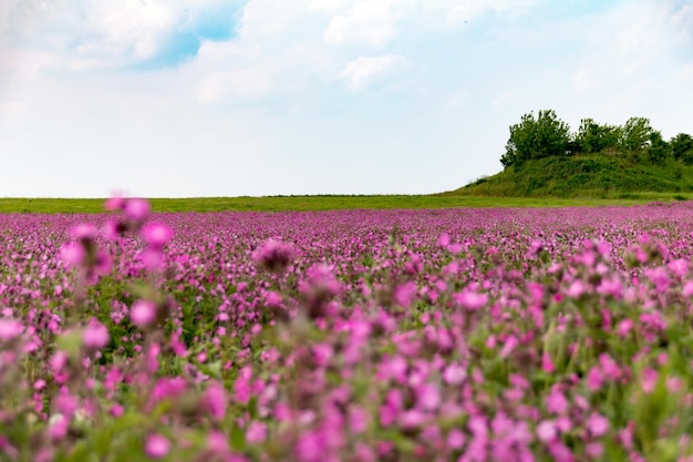 Flores crescendo no campo contra o céu